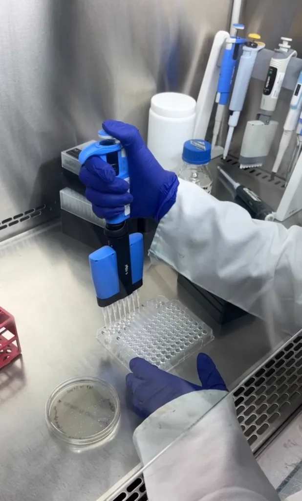 A researcher uses a multichannel pipette to dispense reagents into a 96-well plate inside a biosafety cabinet.